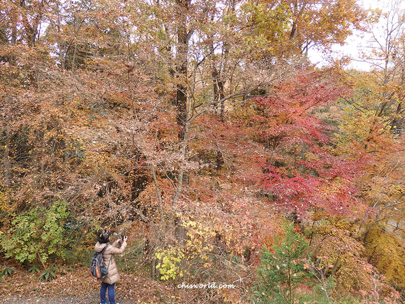 栃木益子窯元橫山よこやま園區楓紅景象
