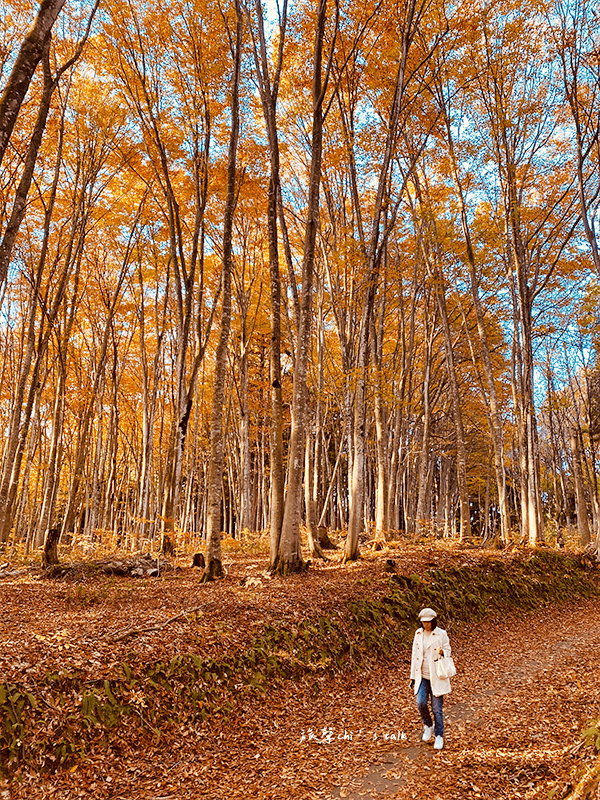 新潟賞風景點美人林，秋天一片橘黃