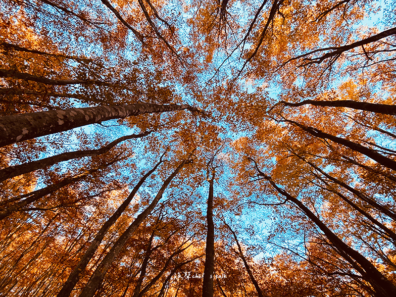新潟美人林山毛櫸樹木筆直上長