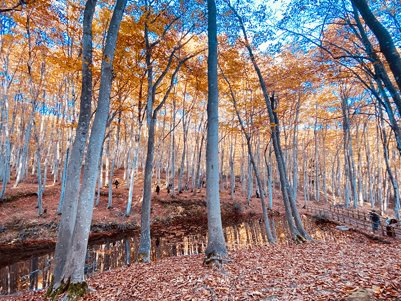 新潟打卡景點美人林