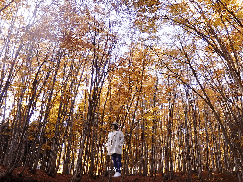 新潟美人林 森林漫步景象
