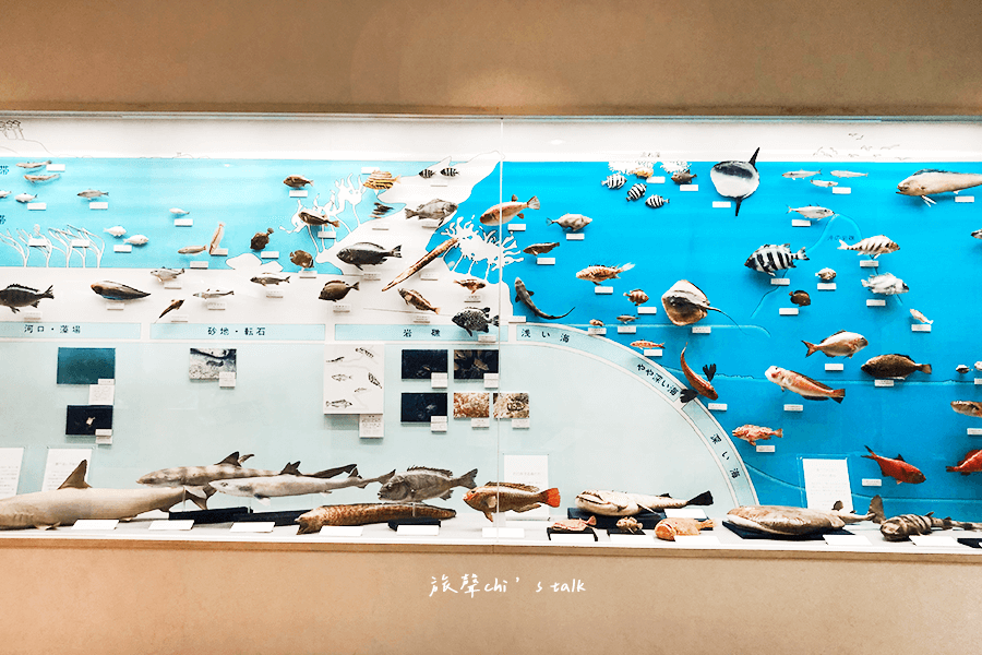 葉山潮騷博物館（葉山しおさい博物館）館內葉山海洋生物展示